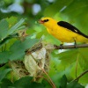 Zluva hajni - Oriolus oriolus - Eurasian Golden Oriole 8127